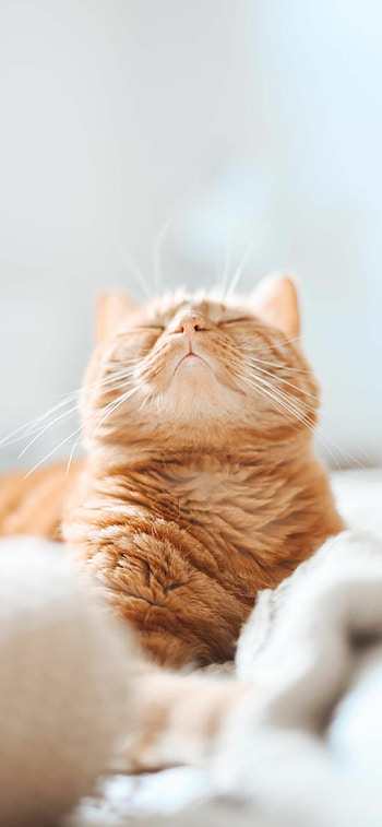 Ginger cat charm, Beautiful red fur, Striking cat portraits, Delightful and vibrant feline HD phone wallpaper