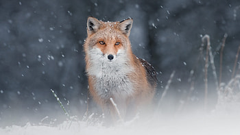 Fox Is Sitting In Snowfall Background Fox HD wallpaper