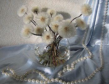 still life, graphy, pearls, flowers, beauty HD wallpaper
