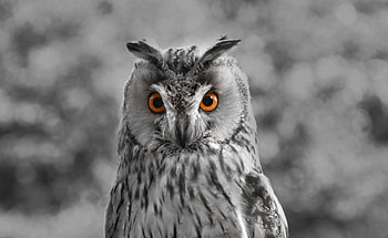 Animals, Owl, Bird, Beak, Predator, Bw, Chb HD wallpaper