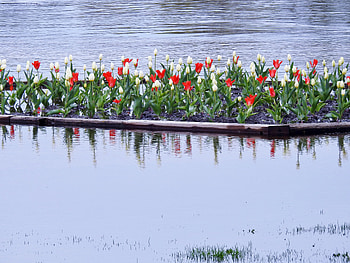Tulip Garden, graphy, Tulips, Flowers, Lake, Nature, Spring, Garden HD wallpaper