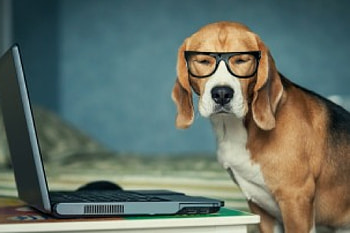 Dog with glasses and PC, dog, pc, glasses, cute, funny, nerd HD wallpaper