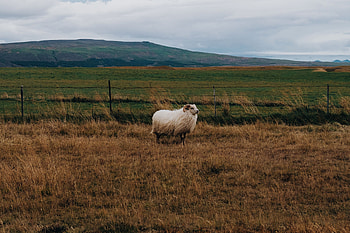 Animals, Grass, Pasture, Ram HD wallpaper