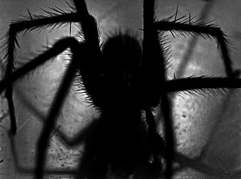 An eerie spider silhouette in black and white, casting dramatic shadows. HD wallpaper