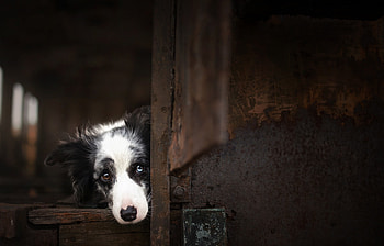 Waiting, animal, dog, door, australian shepherd, caine HD wallpaper