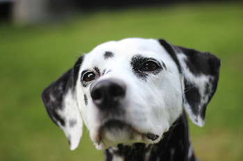 Animals, Dog, Muzzle, Spotty, Spotted, Dalmatian, Dalmatians HD wallpaper
