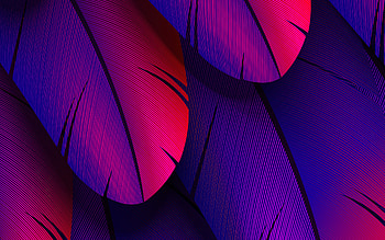 purple feathers, , 3D textures, macro, feathers textures, background with feathers, feathers patterns, 3D feathers HD wallpaper