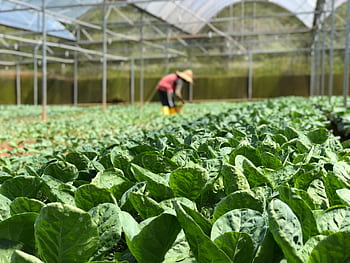 Vibrant green lettuce growing in a greenhouse with a farmer tending to the crops. HD wallpaper
