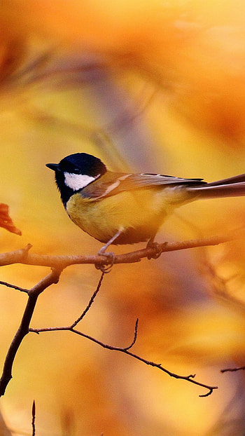 Tit autumn tree, Blur, Animals HD phone wallpaper