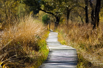 A tranquil wooden pathway meanders through a sunlit fall forest, surrounded by golden grass and trees. HD wallpaper