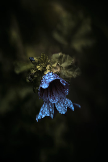 Violet flower, dew drops, bloom HD phone wallpaper