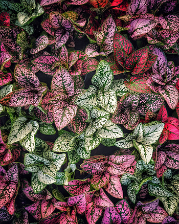 Green-red, leaves, plants HD phone wallpaper