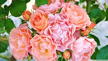 Garden Roses, summer, pink, roses, garden, lovely HD wallpaper