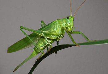 Grasshopper , HQ grasshopper , , Visual delight HD wallpaper