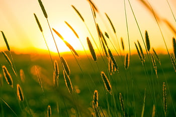 Sunset illuminating tall grass in a serene summer field. HD wallpaper