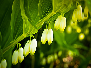 Flowers, Leaves, Lily Of The Valley, Macro, Branch HD wallpaper