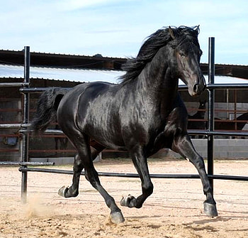 Ready To Charge, spanish, andalusian, horses, black HD wallpaper