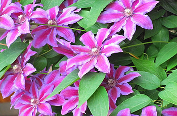Flowers, Close-Up, Bloom, Flowering, Greens, Striped, Clematis HD wallpaper