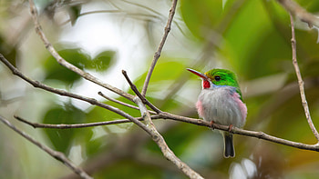 Cuba Bird , birds HD wallpaper