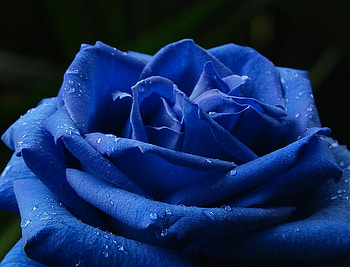 Trandafir Albastru, blue, rose, trandafir, albastru HD wallpaper