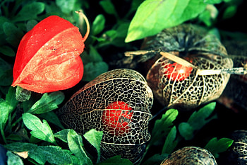 Physalis, Ultra , Stunning , Immersive visuals HD wallpaper