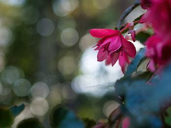 Flowers, Pink, Flower, Macro, Close-Up, Begonia HD wallpaper