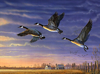 southbound, field, house, farm, sky, geese HD wallpaper