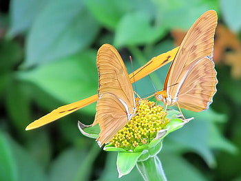Garden beauty, sunshine, two, soft color, beauty, butterflies, bugs, animals, flower, green, couple, forever HD wallpaper