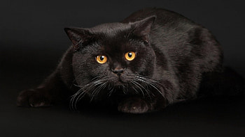 *** Brown Cat ***, cats, brown, cat, animals HD wallpaper