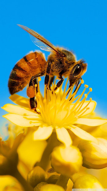 Honey bee , Top backgrounds, Nature's wonders, able HD phone wallpaper