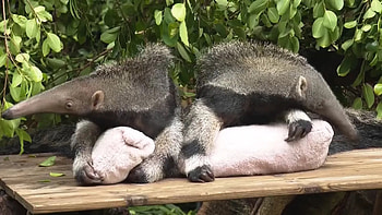 Adorable giant anteater twins, Zoo debut, Anteater, Giant anteater HD wallpaper
