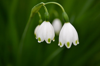 snow bells, fds, fsd HD wallpaper