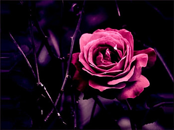 Pink Rose, rose, pink, buds, flower HD wallpaper