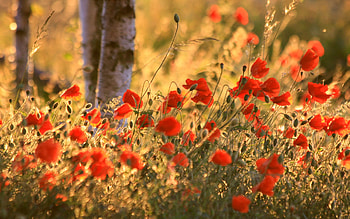 poppy field, summer, poppy, field, petals, trees, nature, flowers, grass HD wallpaper