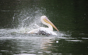 Pelican, bird, water, splash HD wallpaper