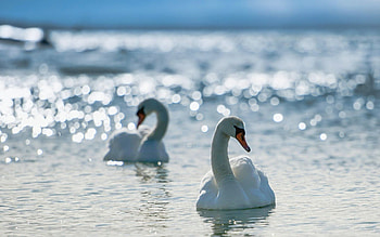 Animals, Birds, Water, Swans, To Swim, Swim HD wallpaper