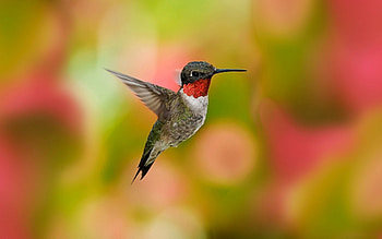Animals, Flowers, Humming-Birds, Bird, Flight, Wave, Sweep HD wallpaper
