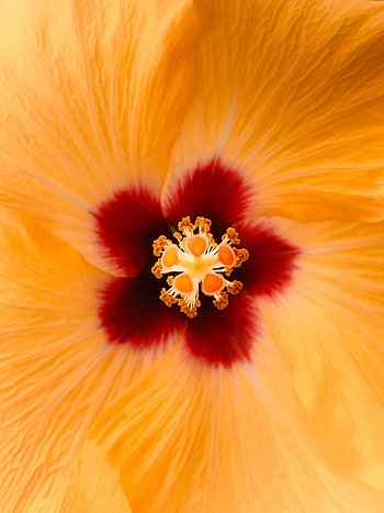 Flower, Macro, Close-Up, Hibiscus HD phone wallpaper