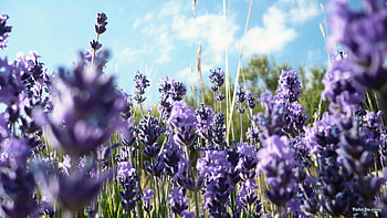 voilet , flowers, color HD wallpaper