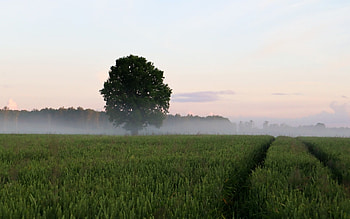 Grain Field at Sunrise, mist, field, Latvia, grain, sunrise, tree HD wallpaper