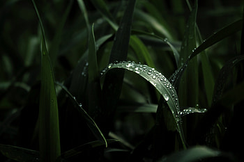 Nature, Drops, Macro, Dark, Sheet, Leaf HD wallpaper