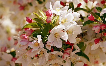 Spring, buds, beautiful, tree, fragrance, season, pretty, blossoms, freshness, branches, blooming, scent, lovely HD wallpaper
