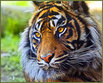 Close enough, stripes, white, black, tiger, green, gold eyes, gold HD wallpaper