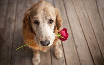 Animals, Flower, Dog, Muzzle, Romance, Tenderness HD wallpaper