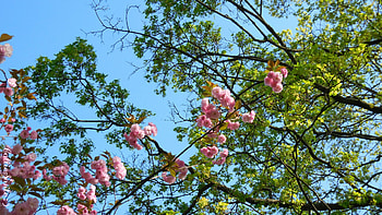 Springtime Colors, Springtime, blue sky, pink, leaves, green, branches, trees, pink flowers, Spring HD wallpaper