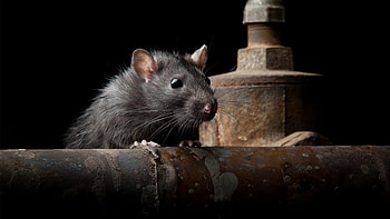 Catching Rats Safely, Rodent Control Tips, Effective Trapping Techniques, Pest Management Advice HD wallpaper