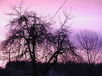 3am In Alaska in June, trees, june, early morning, purples HD wallpaper