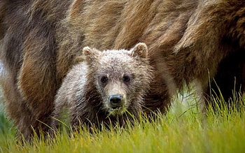 Animals, Grass, Young, Bear, Joey HD wallpaper