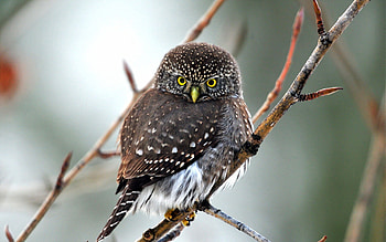 Predator, Animals, Owl, Bird, Sight, Opinion HD wallpaper