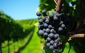 Plants, Fruits, Food, Grapes HD wallpaper